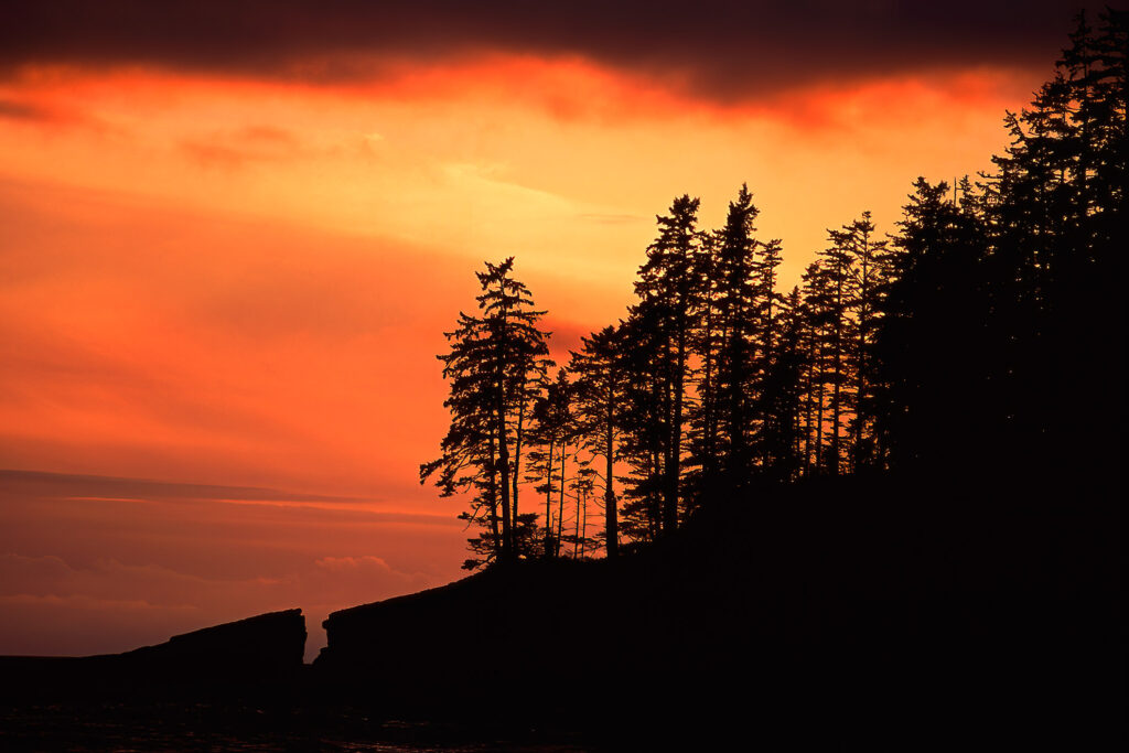 Alys Williams Fine Art Blog West Coast Trail