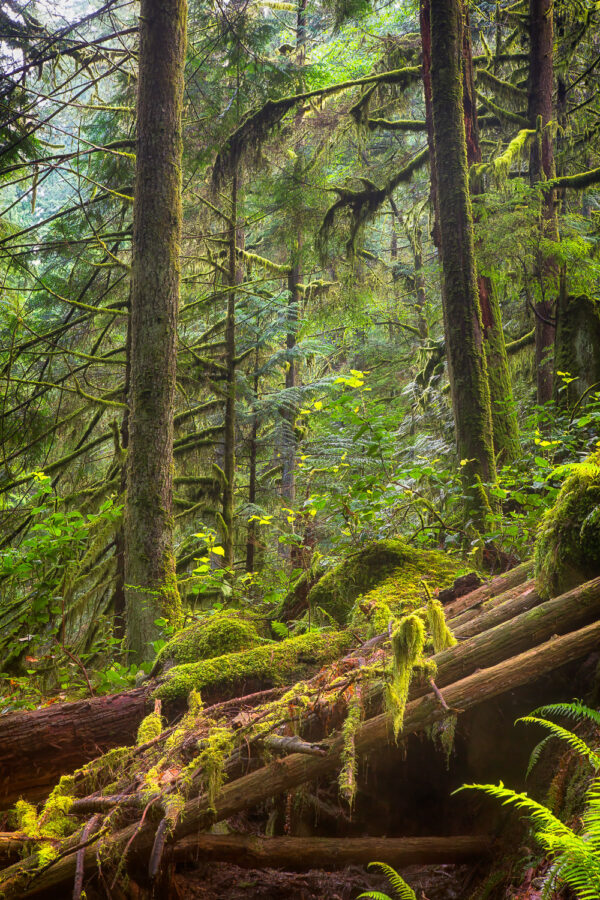 Mossy Forest