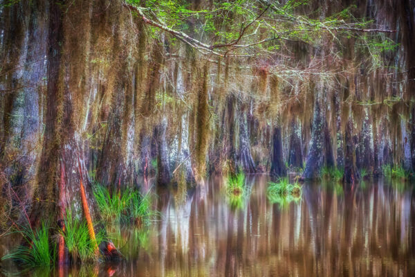 Lines in the Bayou