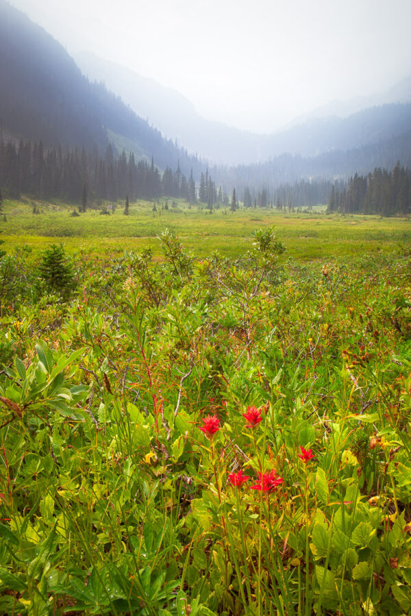 Paintbrush Meadows