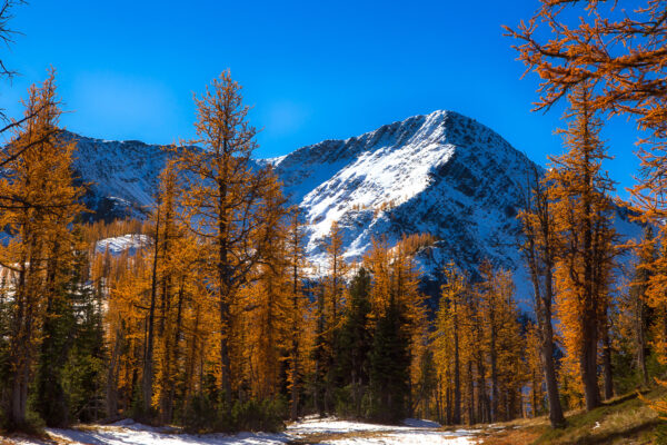 Golden Larches