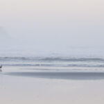 Solitary Sandpiper