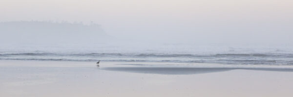 Solitary Seagull