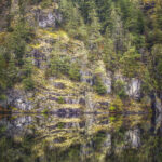 Arbutus Reflections