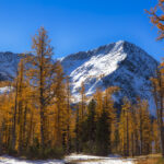 Golden Larches