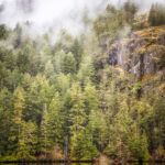 Forest Fog