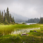 Wetland Wander
