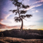 Dancing Tree