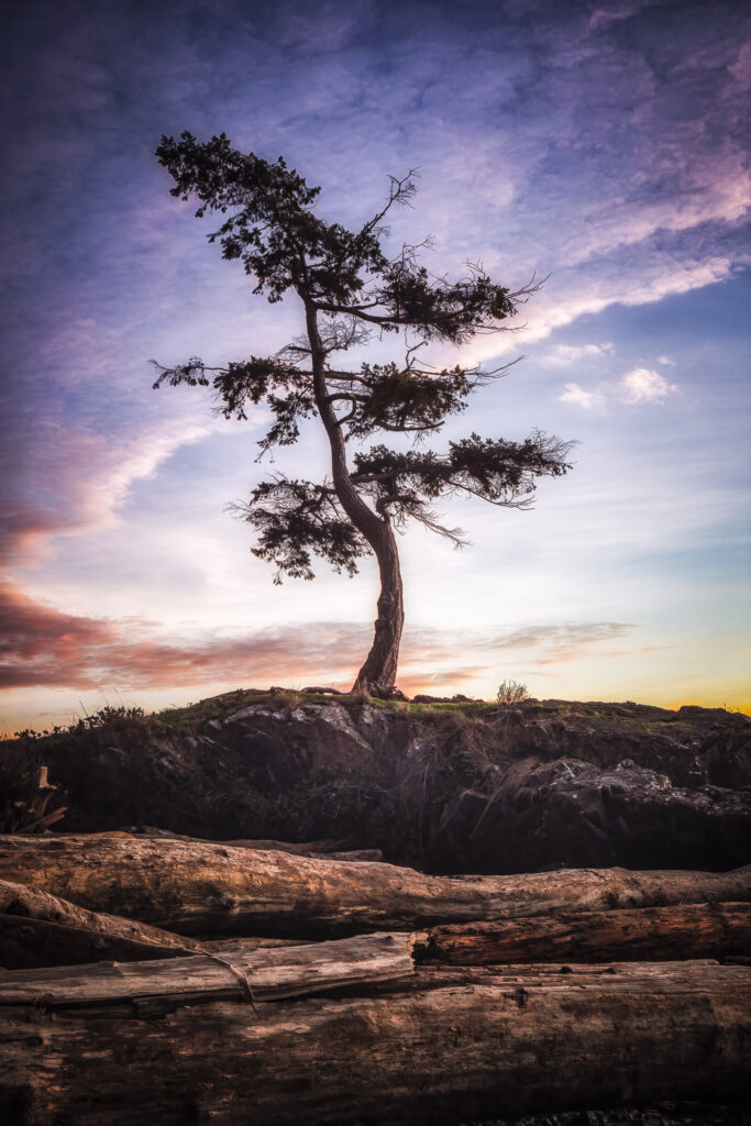 Dancing Tree