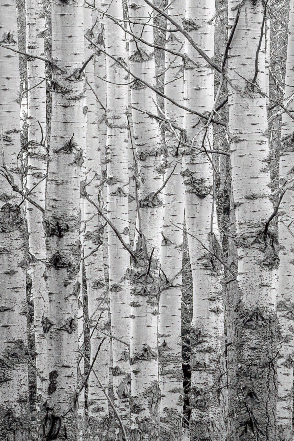 Linear Grove